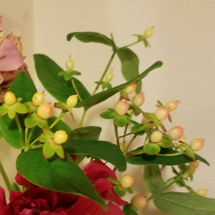Plant image Hypericum 'Golden Beacon'