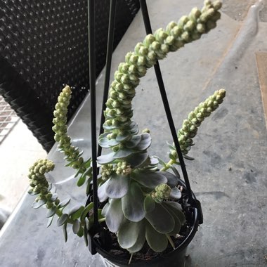 Orostachys