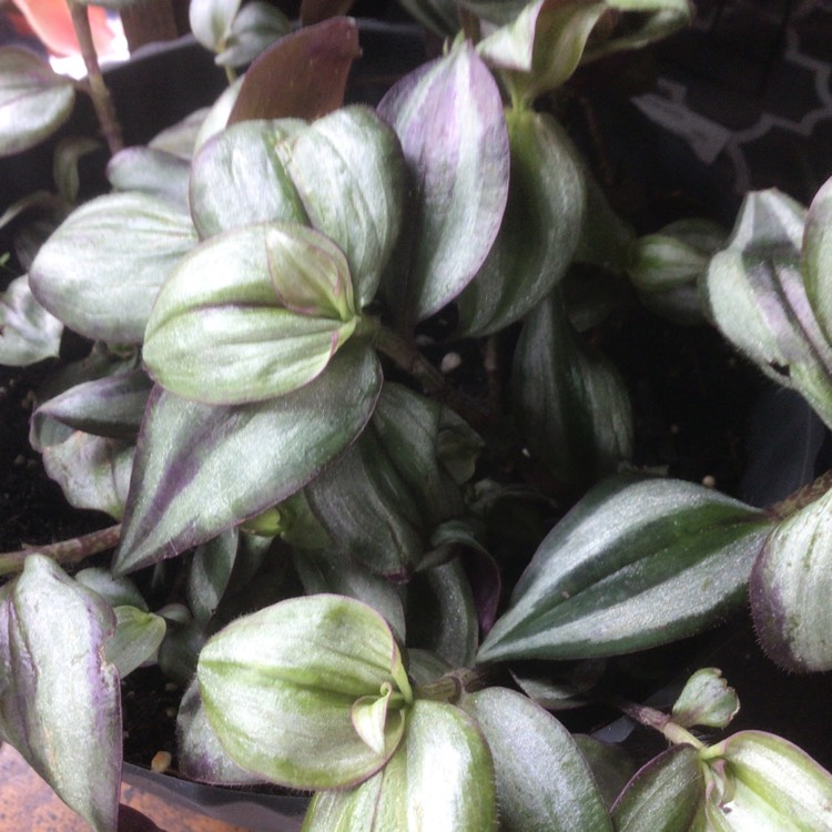 plant image 1691528 plant image 1691528