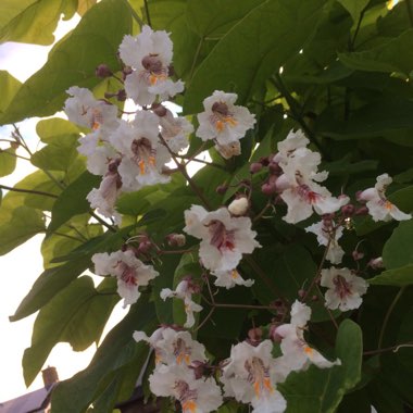 Catalpa bignonioides  syn.Catalpa catalpa, Catalpa syringaefolia