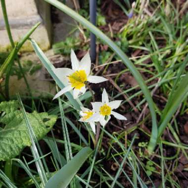 Tulipa hageri 'Splendens'