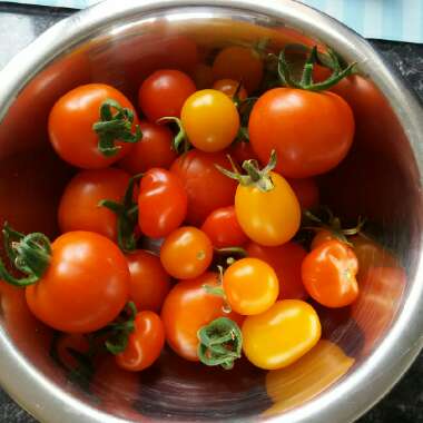 Debb's garden