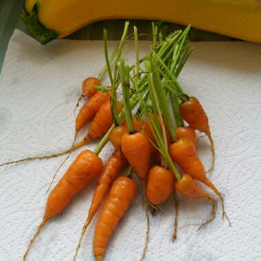 Debb's garden