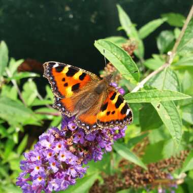 Debb's garden