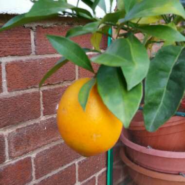 Debb's garden