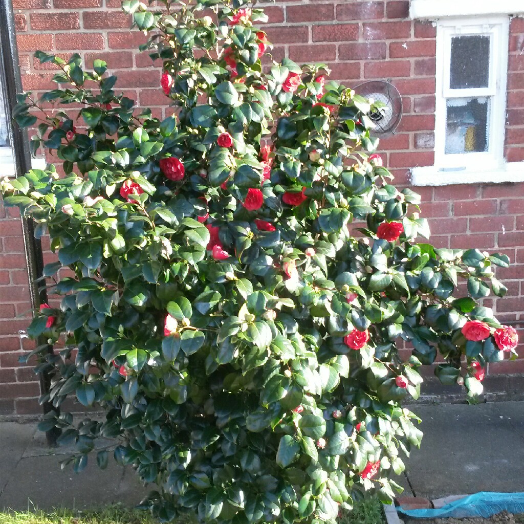 plant image 45882