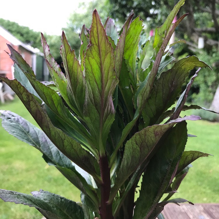 Plant image Lobelia x speciosa 'Fan Scarlet'