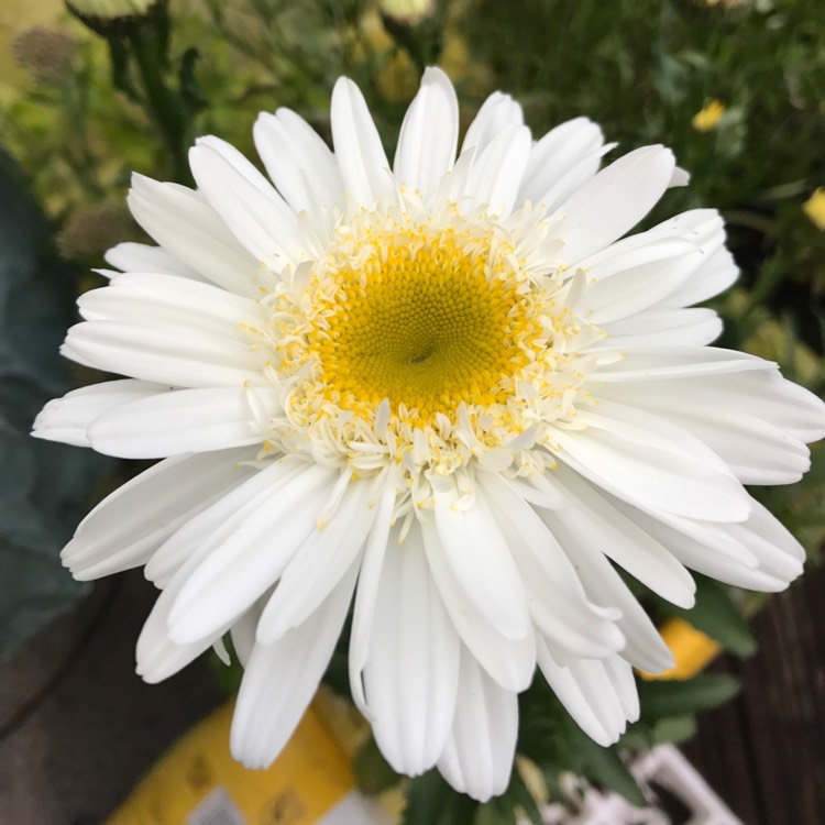 Plant image Leucanthemum x superbum 'Highland White Dream'