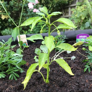 Capsicum 'Sweet Banana'