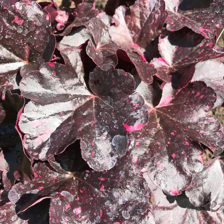 plant image 519849