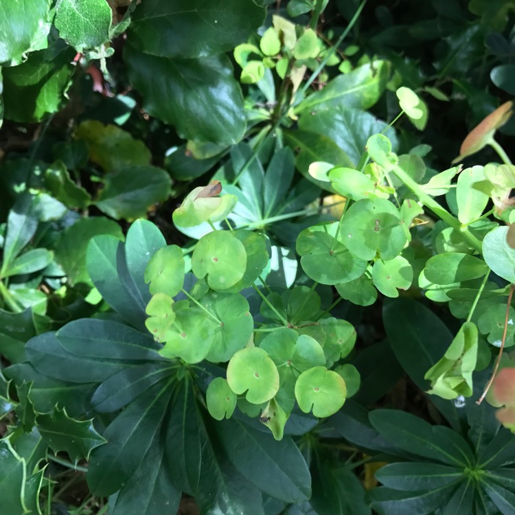 plant image 522303