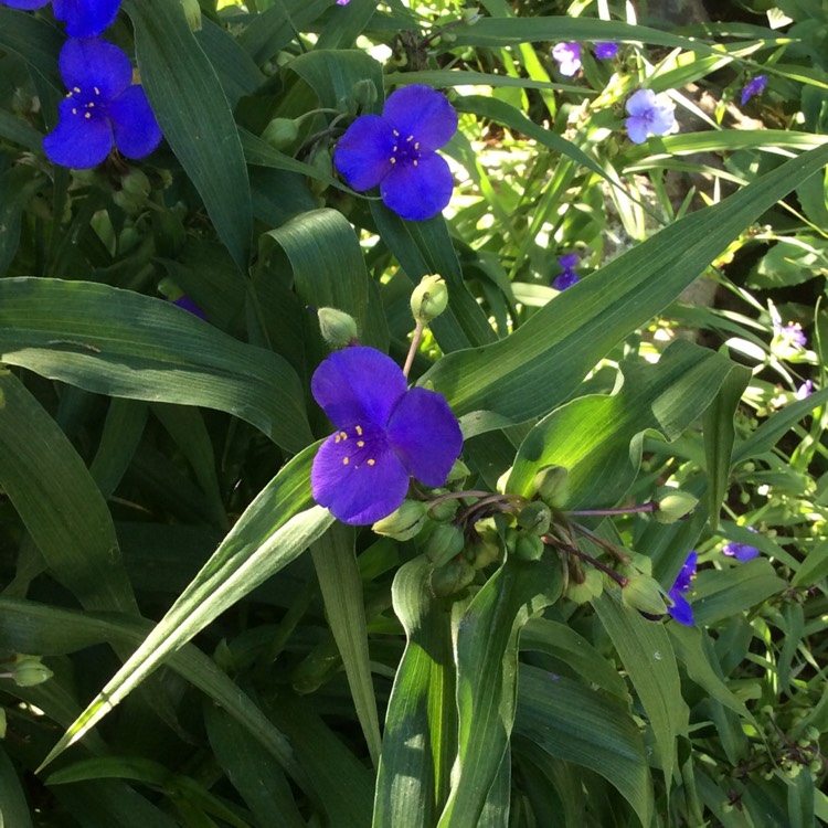 Plant image Tradescantia (Andersoniana Group) 'Sweet Kate'