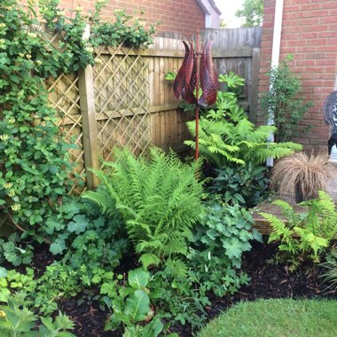 Deborah's garden
