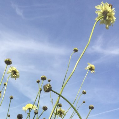 Giant Scabious