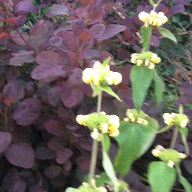 Sticky Jerusalem sage