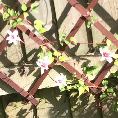 Clematis 'Princess Kate'
