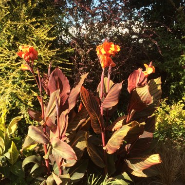 Canna 'Happy Cleo'