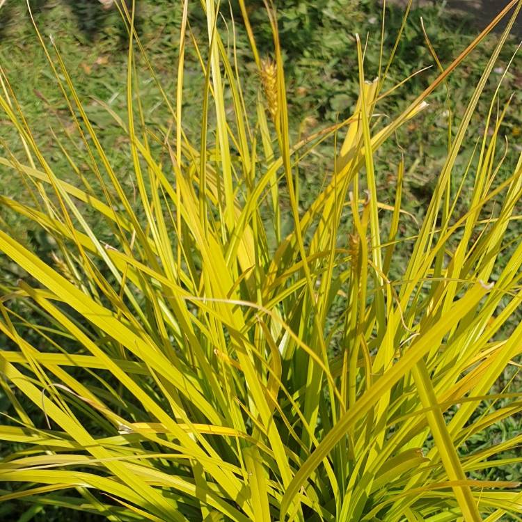 plant image 1006537 plant image 1006537