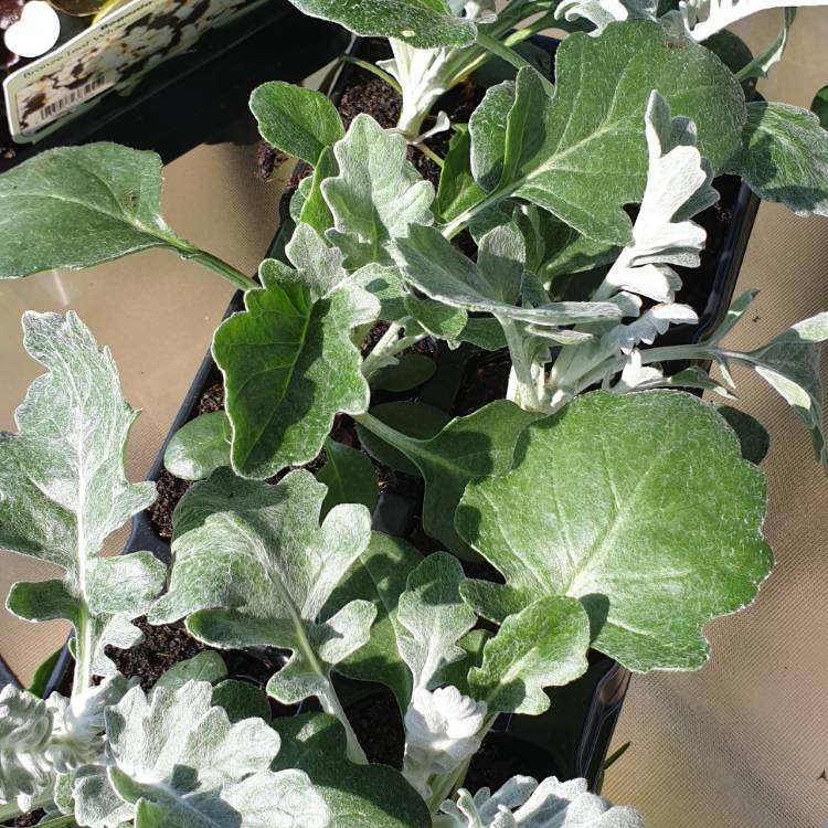 plant image 1006547