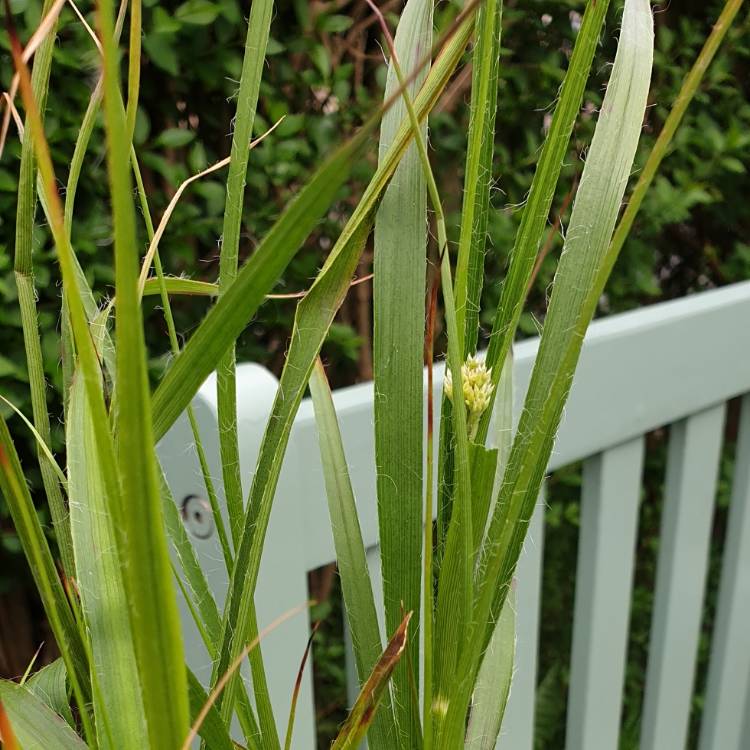 plant image 1018975
