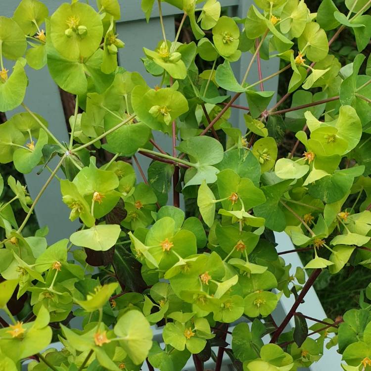 plant image 1020027