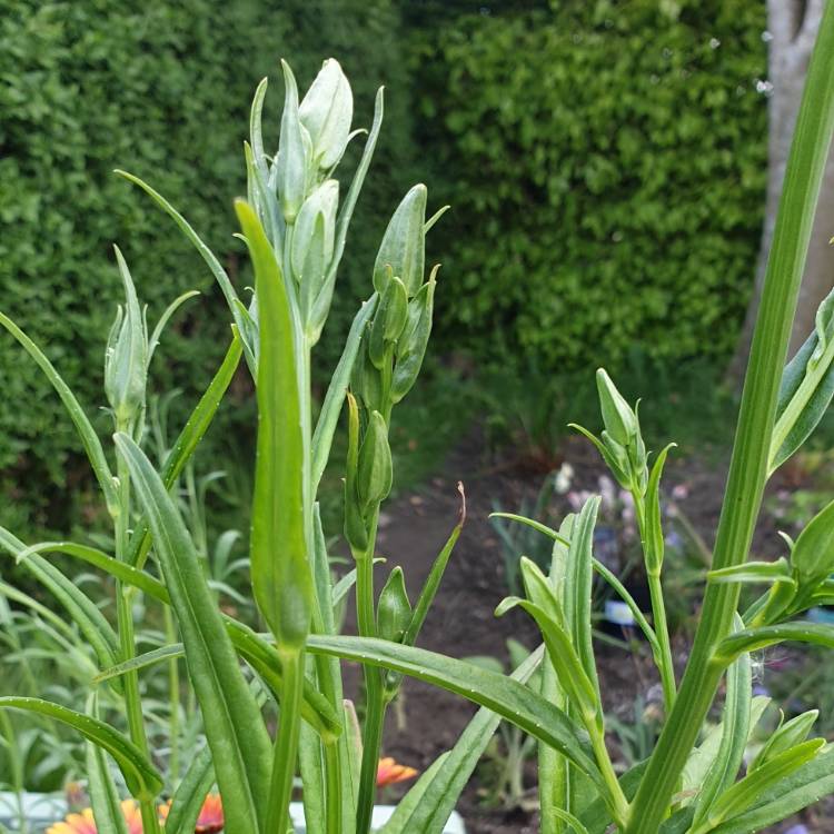 plant image 1020042