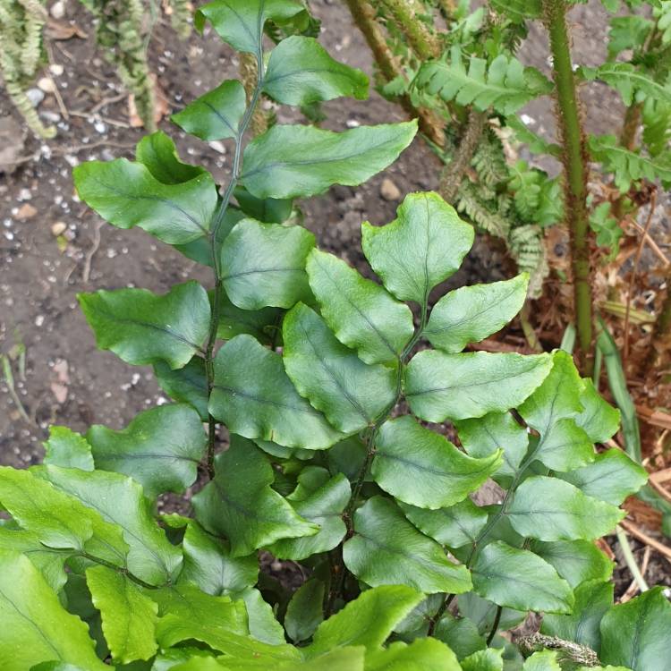 Plant image Cyrtomium Fortunei