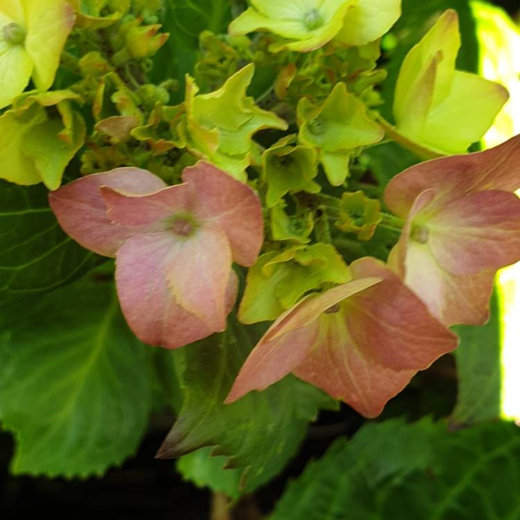 plant image 1027249 plant image 1027249