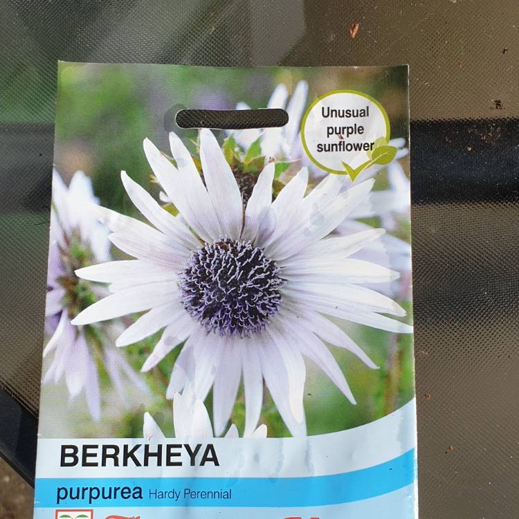 plant image 1028742
