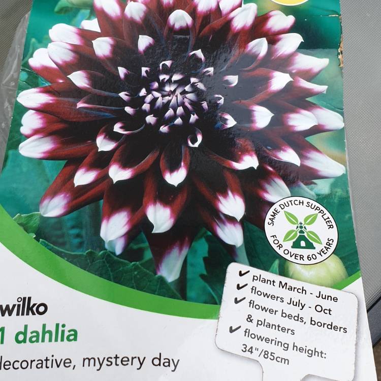 plant image 1044587