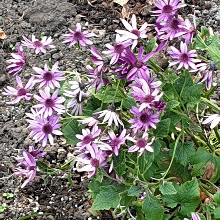 plant image 1045345
