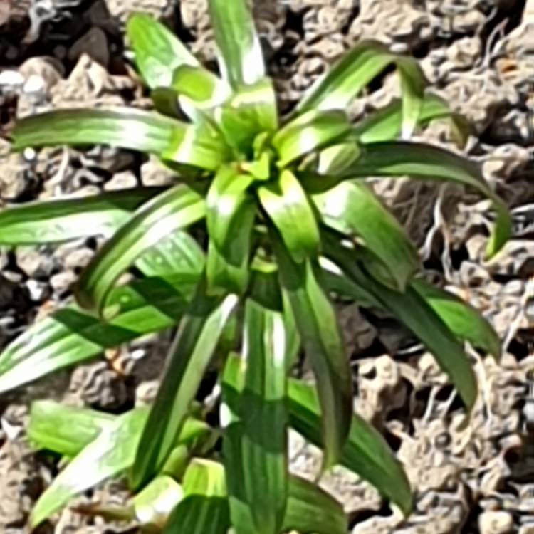 plant image 1045353