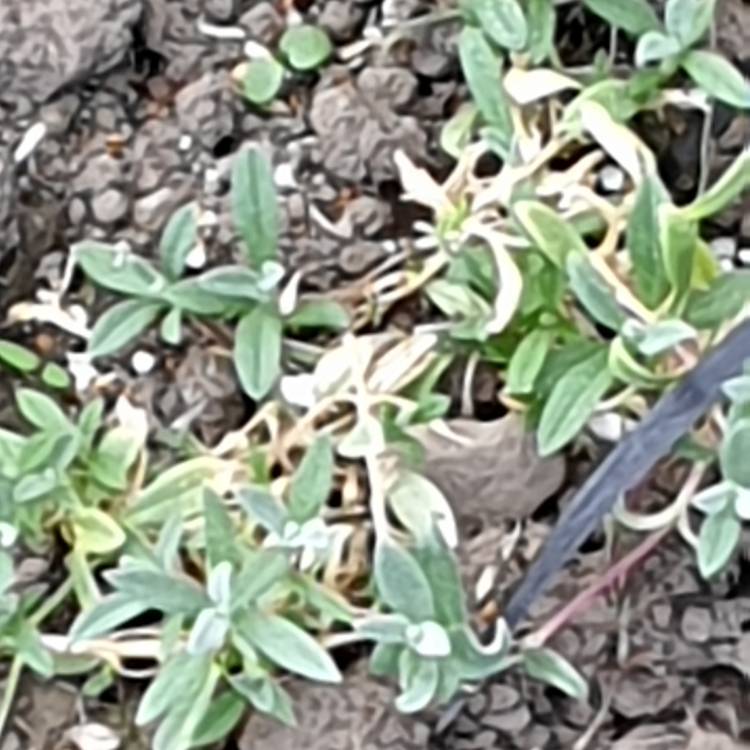 plant image 1045384
