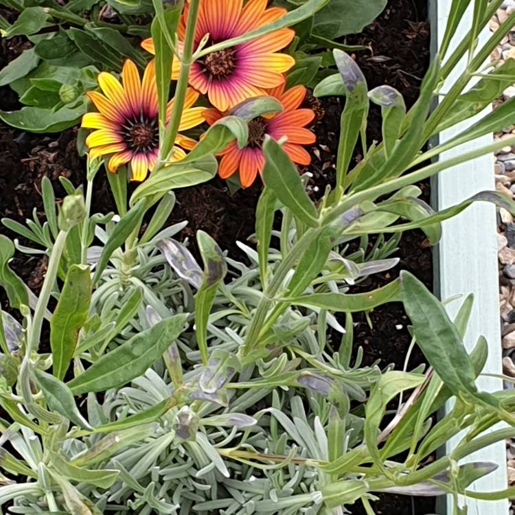 plant image 1056963