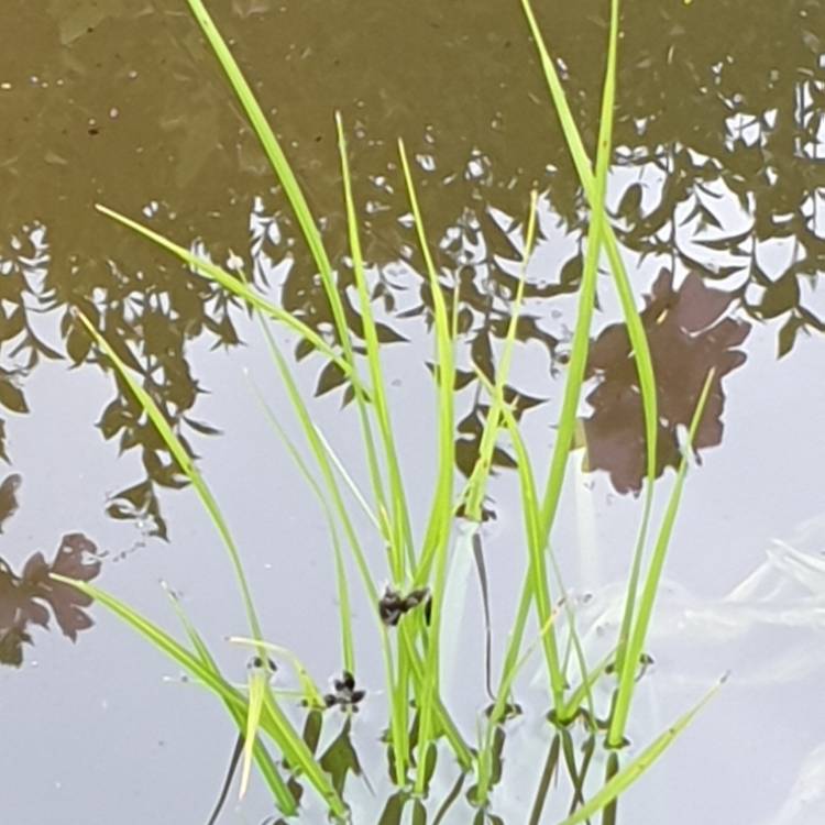 Plant image Cyperus Longus