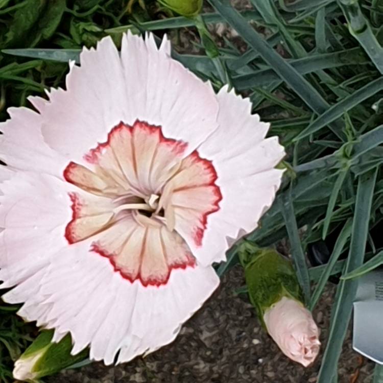 plant image 1095376 plant image 1095376