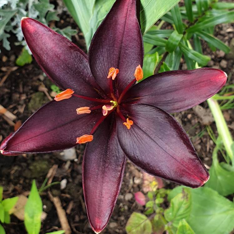 Plant image Lilium 'Queen of the Night'