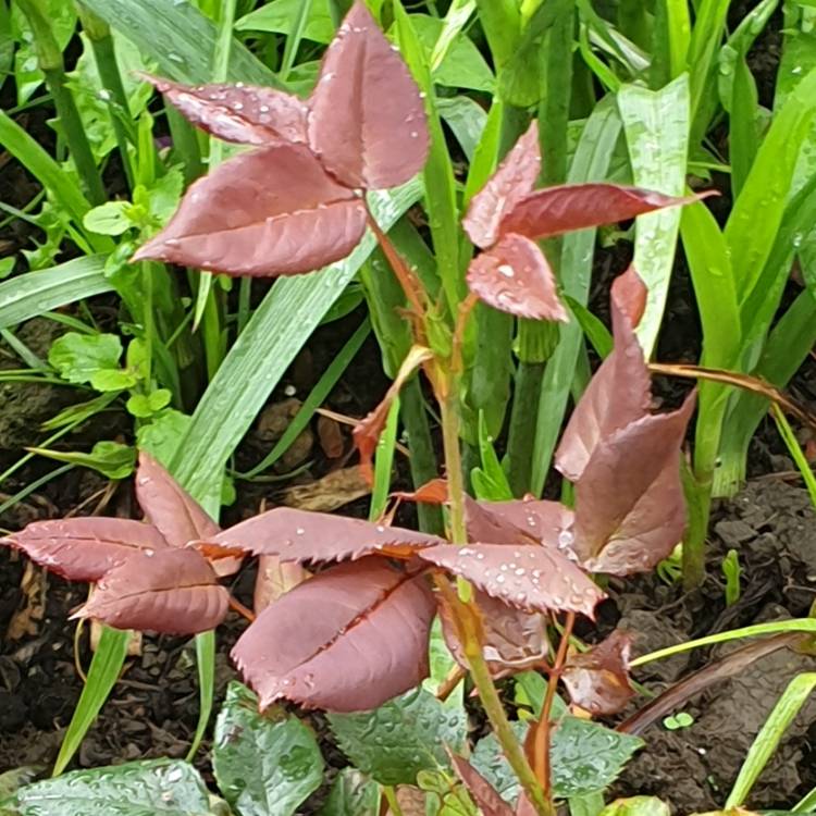 plant image 1117790