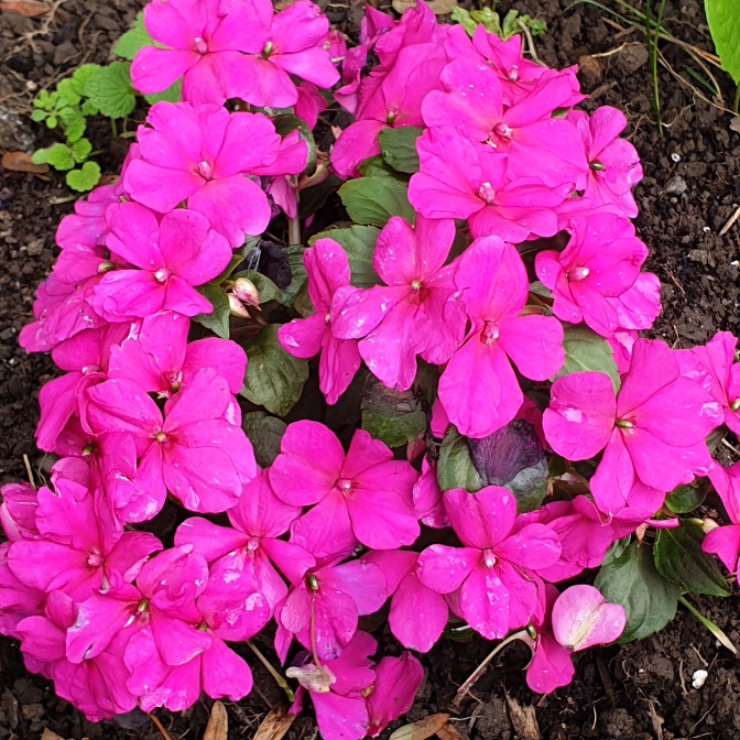 Plant image Impatiens Walleriana Imara