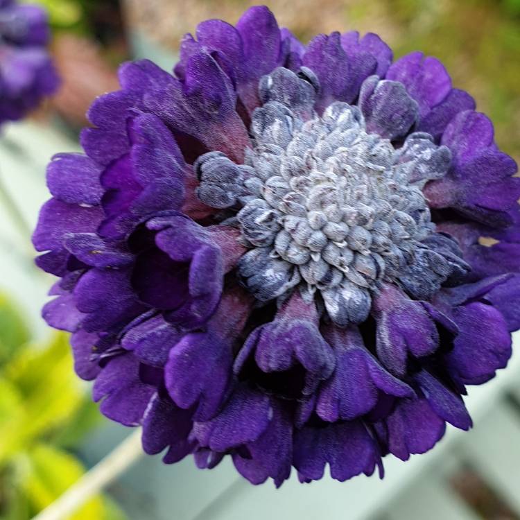 Plant image Primula Capitata subsp. 'Mooreana'