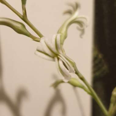 Haworthiopsis Attenuata