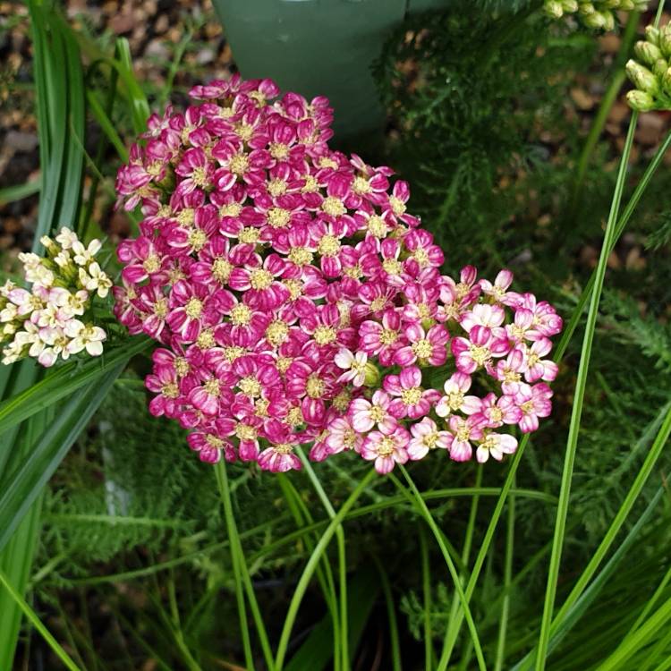 Plant image Achillea Millefolium Roseum