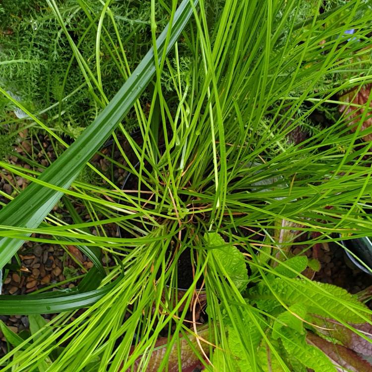 plant image 1123920