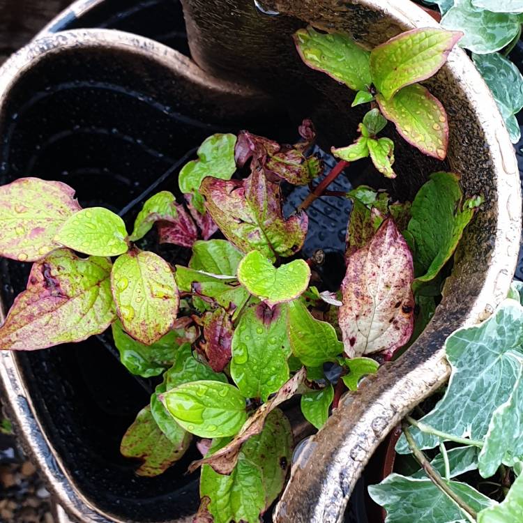 Plant image Cornus alba 'Sibirica'