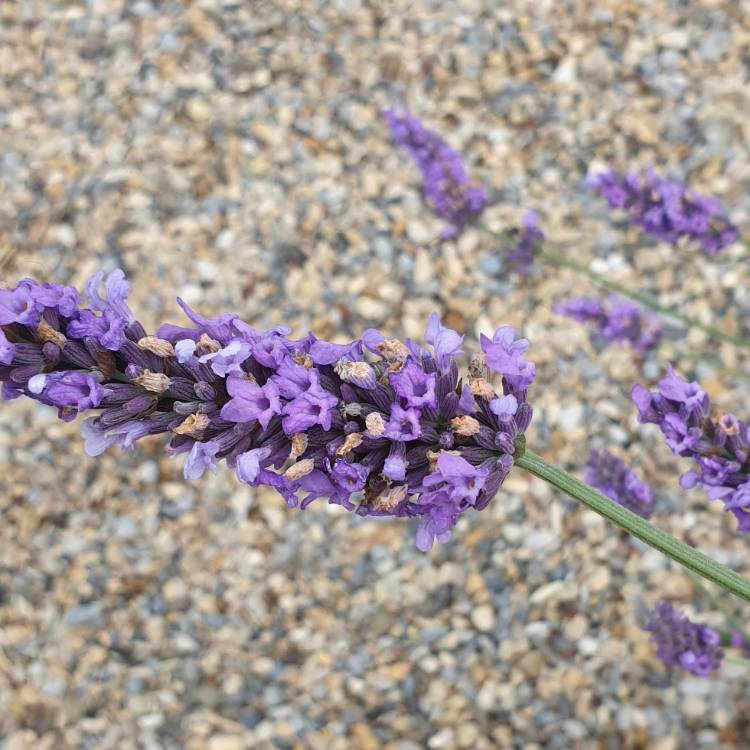 plant image 1131315