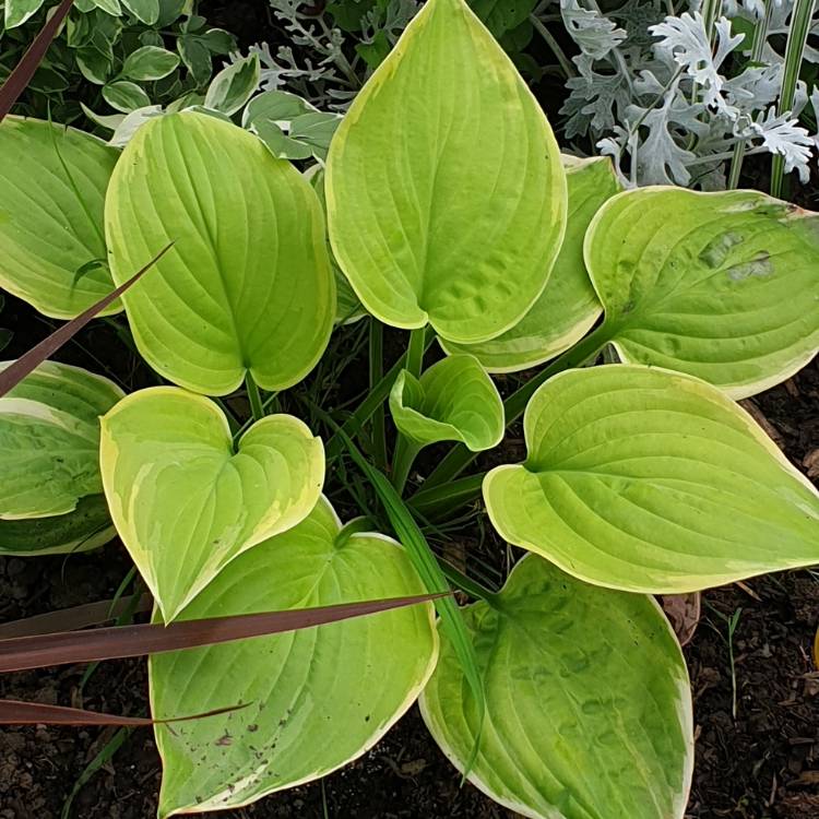 plant image 1132949