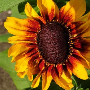 Rudbeckia