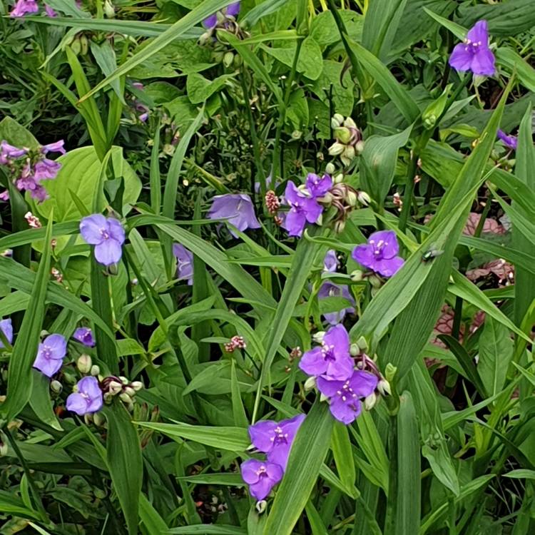 Plant image Tradescantia 'Outdoor plants'
