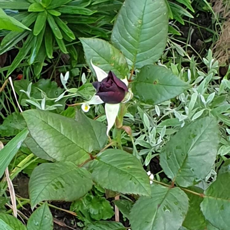 plant image 1138815