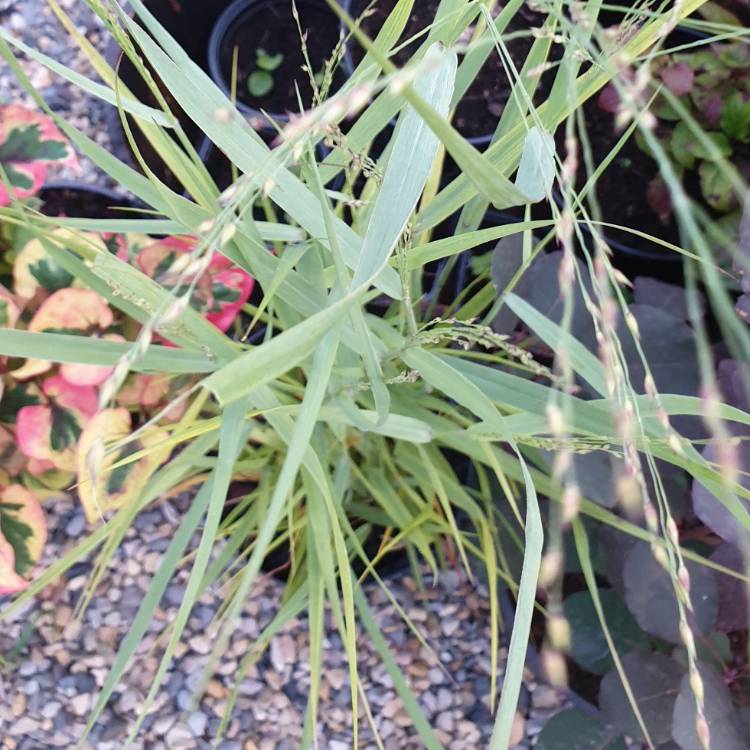 Plant image Panicum virgatum 'Heavy Metal'